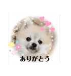 てんのもふもふぽめスタンプ（個別スタンプ：6）