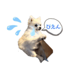 てんのもふもふぽめスタンプ（個別スタンプ：9）