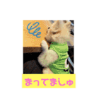 てんのもふもふぽめスタンプ（個別スタンプ：13）