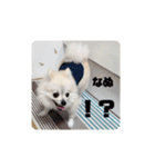 てんのもふもふぽめスタンプ（個別スタンプ：17）