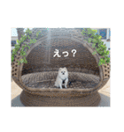 てんのもふもふぽめスタンプ（個別スタンプ：19）