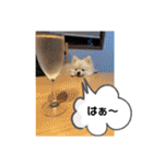 てんのもふもふぽめスタンプ（個別スタンプ：23）