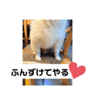 てんのもふもふぽめスタンプ（個別スタンプ：30）