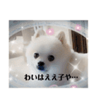 てんのもふもふぽめスタンプ（個別スタンプ：33）