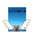 てんのもふもふぽめスタンプ（個別スタンプ：34）