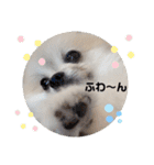 てんのもふもふぽめスタンプ（個別スタンプ：37）