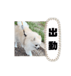 てんのもふもふぽめスタンプ（個別スタンプ：40）