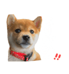 きなこのすたんぷ②（個別スタンプ：1）