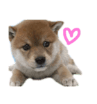 きなこのすたんぷ②（個別スタンプ：3）