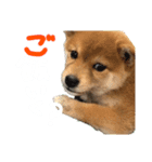 きなこのすたんぷ②（個別スタンプ：4）