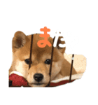 きなこのすたんぷ②（個別スタンプ：6）