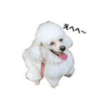 我が家のかわいこちゃんたち。（個別スタンプ：2）