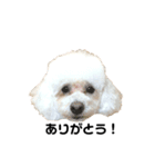 我が家のかわいこちゃんたち。（個別スタンプ：3）