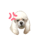 我が家のかわいこちゃんたち。（個別スタンプ：4）