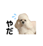 我が家のかわいこちゃんたち。（個別スタンプ：6）