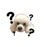 我が家のかわいこちゃんたち。（個別スタンプ：7）