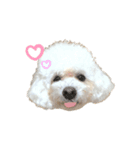 我が家のかわいこちゃんたち。（個別スタンプ：8）