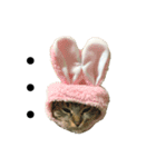 我が家のかわいこちゃんたち。（個別スタンプ：14）