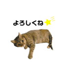 我が家のかわいこちゃんたち。（個別スタンプ：16）