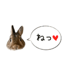 うちの子シリーズ『うさぎのモグくん』（個別スタンプ：2）