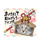 年末年始用猫ちゃん（個別スタンプ：2）