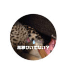 ちーぼう＆くぅ④（個別スタンプ：12）