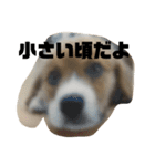 マル君の日常（個別スタンプ：5）