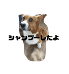 マル君の日常（個別スタンプ：6）