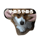 マル君の日常（個別スタンプ：8）