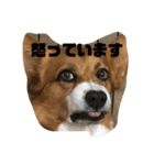 マル君の日常（個別スタンプ：9）