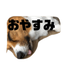 マル君の日常（個別スタンプ：13）