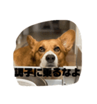 マル君の日常（個別スタンプ：15）