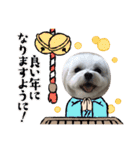 Helloマシュくん（個別スタンプ：35）