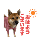 荒木三助（個別スタンプ：1）