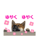 荒木三助（個別スタンプ：9）