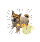 荒木三助（個別スタンプ：19）