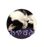 普通の猫スタンプミライ01（個別スタンプ：1）
