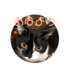 普通の猫スタンプミライ01（個別スタンプ：2）