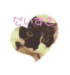 普通の猫スタンプミライ01（個別スタンプ：5）