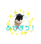 普通の猫スタンプミライ01（個別スタンプ：6）