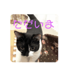 普通の猫スタンプミライ01（個別スタンプ：8）