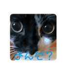 普通の猫スタンプミライ01（個別スタンプ：11）