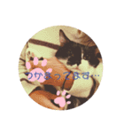 普通の猫スタンプミライ01（個別スタンプ：12）