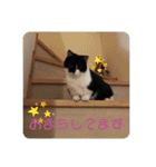 普通の猫スタンプミライ01（個別スタンプ：13）