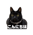 わんにゃんず①（個別スタンプ：2）