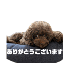 わんにゃんず①（個別スタンプ：6）