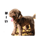 わんにゃんず①（個別スタンプ：12）