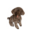 わんにゃんず①（個別スタンプ：15）