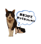 わんにゃんず①（個別スタンプ：21）