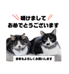 わんにゃんず①（個別スタンプ：24）